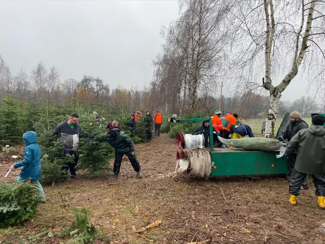 Gemeinschaftsarbeit - Die CVJMer holen die Weihnachtsbäume frisch aus der Anpflanzung im Odenwald und verkaufen sie am 13. Dezember vor der Lutherkirche in Bruchsal | Foto: cvjm bruchsal