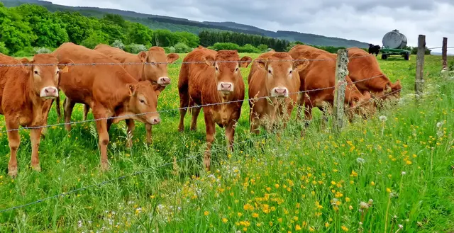 Innerhalb des betroffenen Gebietes ist das Verbringen von Rindern, Schafen und Ziegen weiterhin ohne Einschränkung möglich | Foto: yvonne/stock.adobe.com