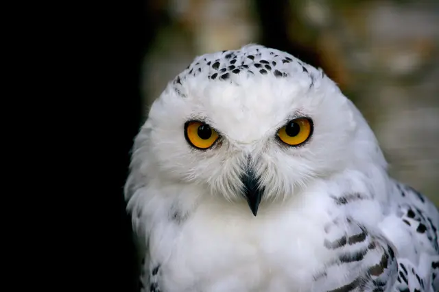 Schneeeule im Luisenpark | Foto: Luisenpark Mannheim
