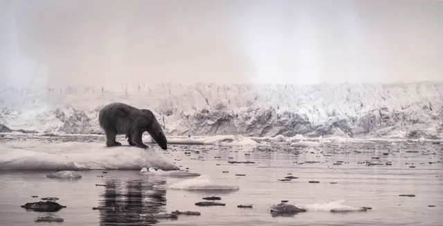 Unter dem Titel „Fulfillment – Fotografie als Lebens­aufgabe“ ist eine Auswahl an Bildern des bekannten Natur- und Tierfotografen Norbert Rosing zu sehen | Foto: Frank Schäfer