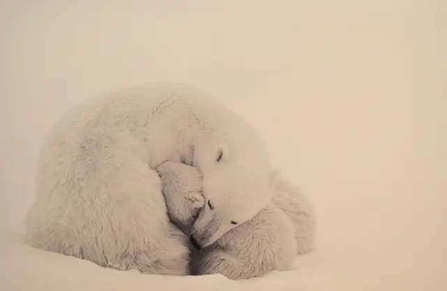 Unter dem Titel „Fulfillment – Fotografie als Lebens­aufgabe“ ist eine Auswahl an Bildern des bekannten Natur- und Tierfotografen Norbert Rosing zu sehen | Foto: Frank Schäfer