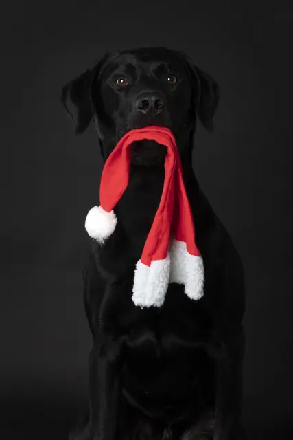 Rettungshunde hautnah beim Kinder-Weihnachtsmarkt | Foto: BRH Rettungshundestaffel Donnersberg e.V.