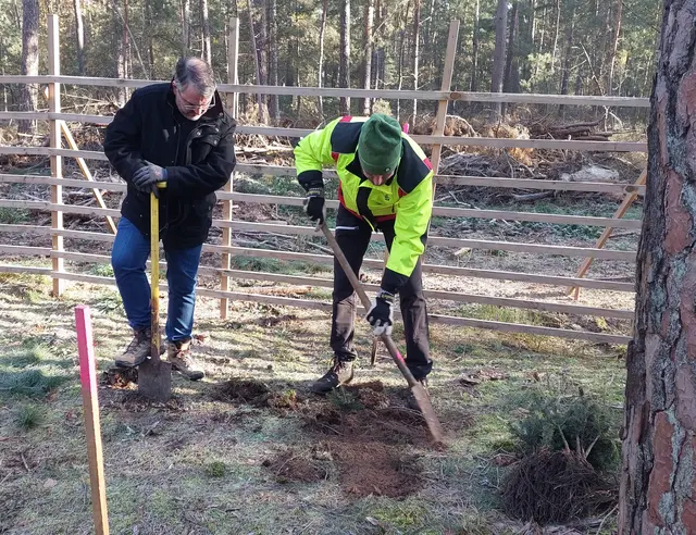 Revierförster Jens Bramenkamp zeigt OB Marc Weigel die richtige Pflanztechnik. | Foto: Daniel Löwedey/Stadt Neustadt