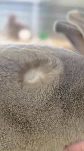 Rasse Kleinrex luchsfarbig | Foto: Bianca Archut-Schiele