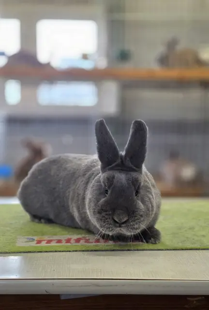 Blaue Holicer | Foto: Bianca Archut-Schiele