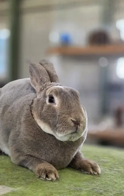 Kleinrex luchsfarbig | Foto: Bianca Archut-Schiele