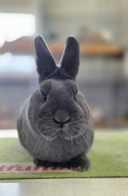 Züchter der Rasse: Marko Simicic Blaue Holice | Foto: Bianca Archut-Schiele