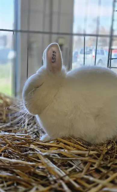 kleines Nickerchen - Hermelin Blau Auge Züchter der Rasse: Franz Gomolka | Foto: Bianca Archut-Schiele