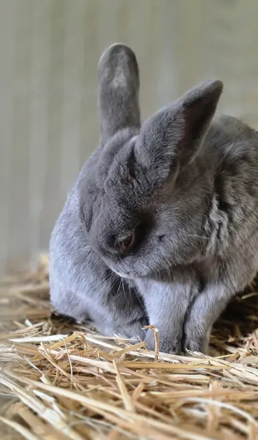 bisschen putzen die Besucher sind gleich da | Foto: Bianca Archut-Schiele