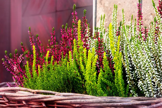 Mit Heidekraut lässt sich eine nachhaltige Winter- und Weihnachtsdekoration zaubern / Symbolbild | Foto: EKH-Pictures/stock.adobe.com