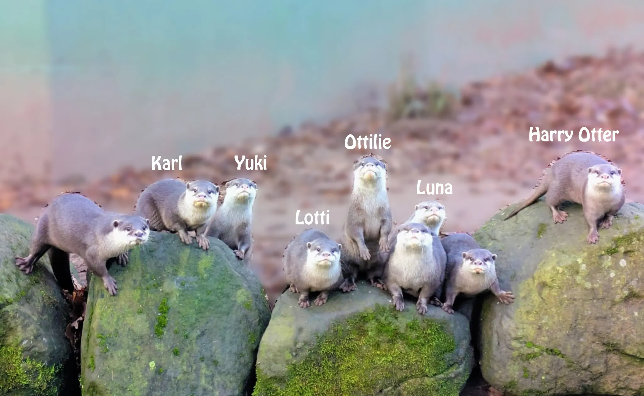 Otternachwuchs-Zoo-Kaiserslautern-Namen-f-r-die-Zwergotter-stehen-fest