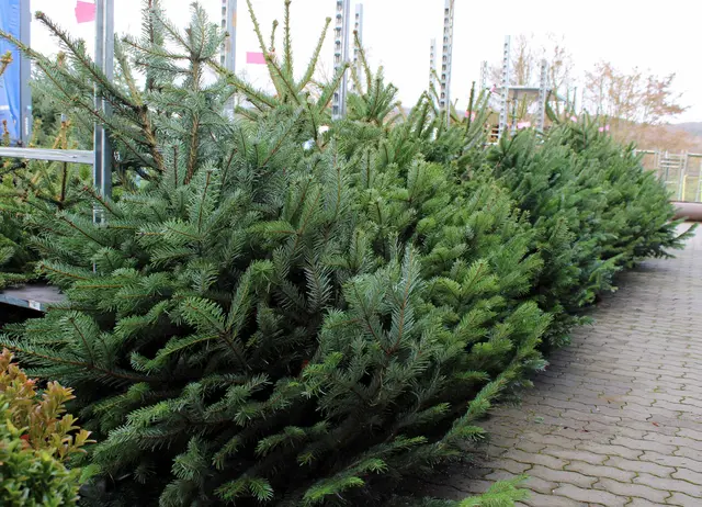 Draußen vor der Tür: Die frisch geschlagenen Nordmanntannen aus Deutschland sind angekommen | Foto: Monika Klein