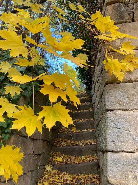 Treppenaufgang mit Herbstlaub | Foto: Ich