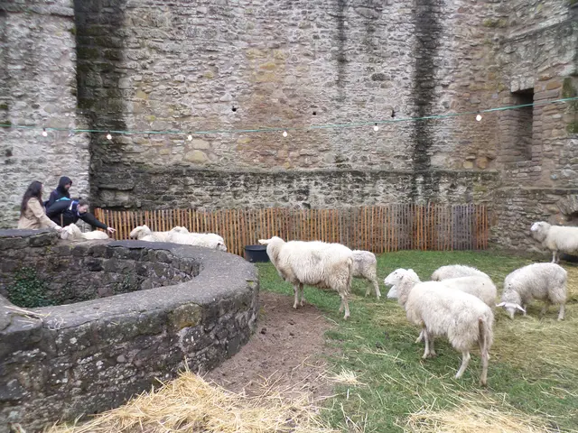 Auch Schafe eroberten die Burg | Foto: Anja Stemler