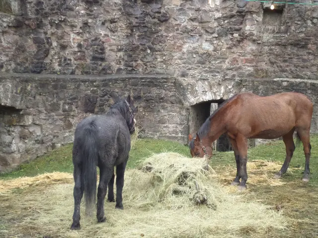 Und Pferde waren auch dabei | Foto: Anja Stemler