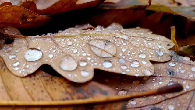 Blatt mit Wassertropfen | Foto: Ich