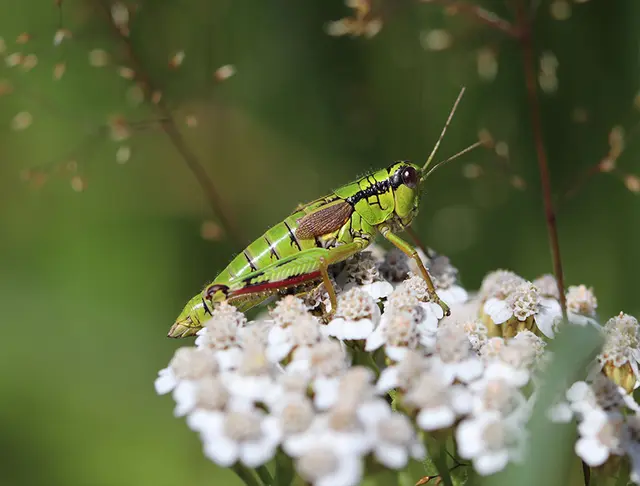 Die Besucherinnen und Besucher erwartet im Naturkundemuseum ein lebendiger Einblick in die Forschung zu und Vielfalt der Heuschrecken. | Foto: SMNK