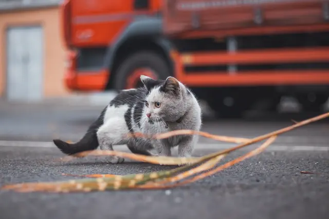 Während die Katze unverletzt blieb, wurde der Pkw so schwer beschädigt, dass er nicht mehr fahrbereit war und abgeschleppt werden musste | Foto: Fauren/AdobeStock_663674669
