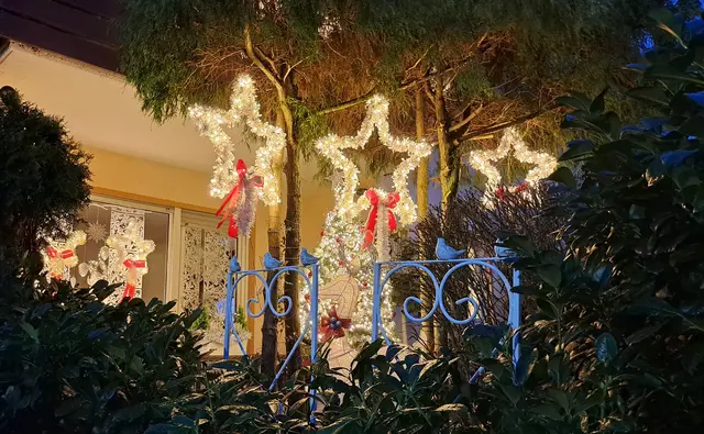 Mit roten Schleifen: die drei großen Sterne strahlen hell | Foto: Monika Klein