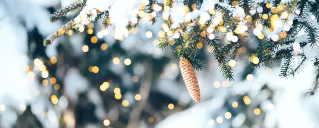 Weihnachtsbaum Symbolbild | Foto: Anastassiya/stock.adobe.com