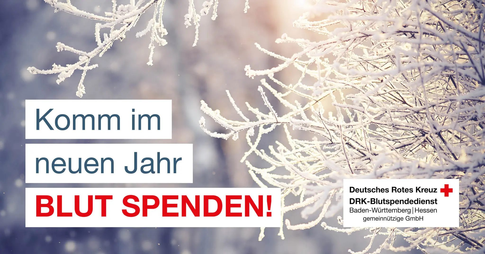 1-BSV-Fanschal-f-r-Blutspendende