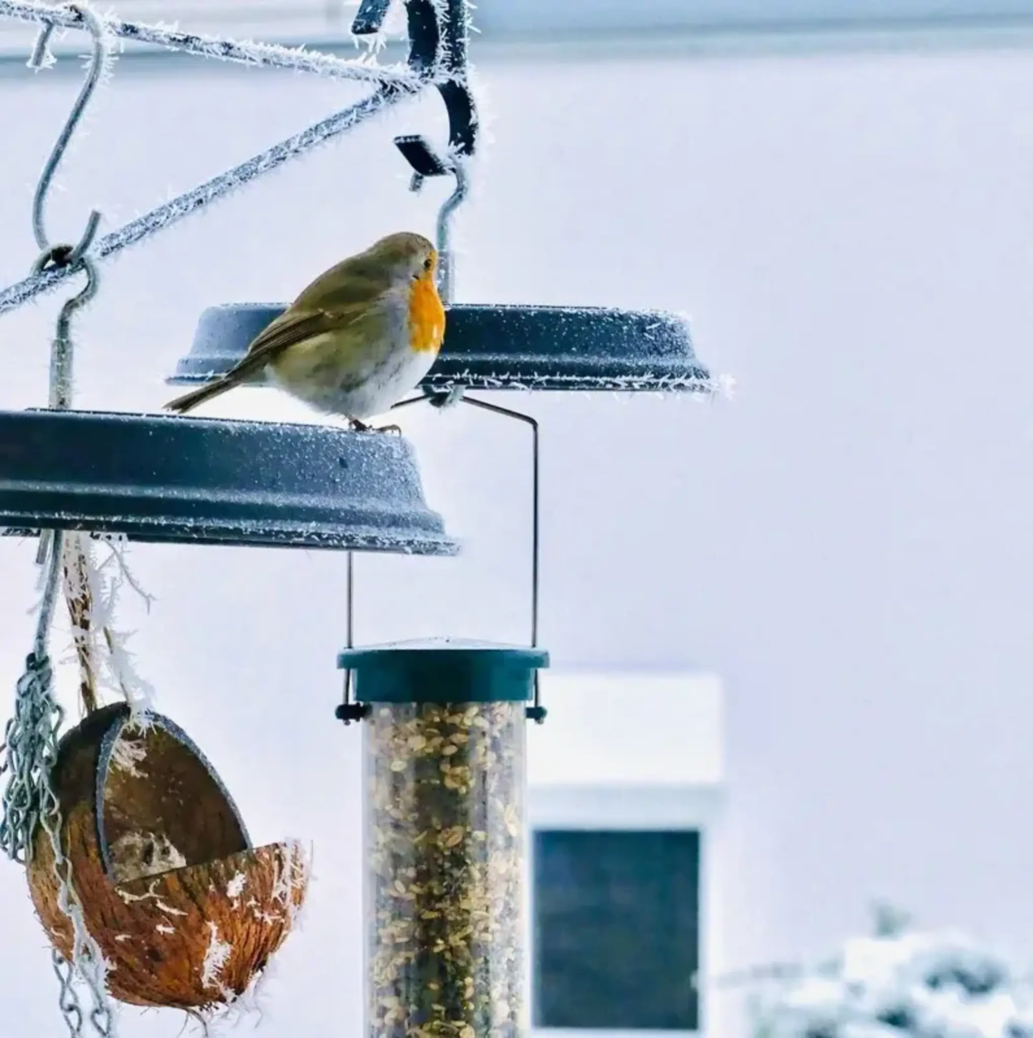 Vogelf-tterung-im-Winter-aber-richtig