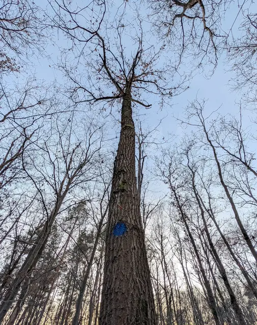 Blick in die Krone eines jungen „Zukunftsbaumes“ | Foto: Kreisforstamt