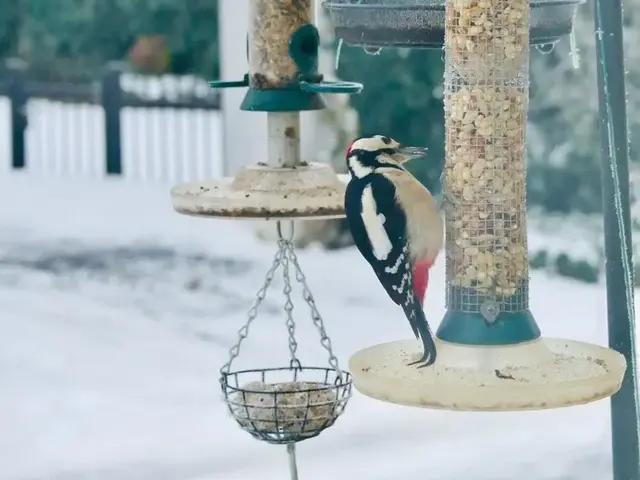 Ein Buntspecht nutzt ein geeignetes Winterfutter-Angebot. Energiereiche Nahrung wie Nüsse und Fettfutter hilft vielen Arten, die kargen Wintermonate zu überstehen. Die ORBEA weist darauf hin, dass unterschiedliche Vogelarten unterschiedliche Futterbedürfnisse haben - eine vielfältige Auswahl fördert daher die Artenvielfalt im eigenen Garten. Wichtig bleibt außerdem eine regelmäßige Reinigung der Futterstellen. | Foto: Foto: ORBEA