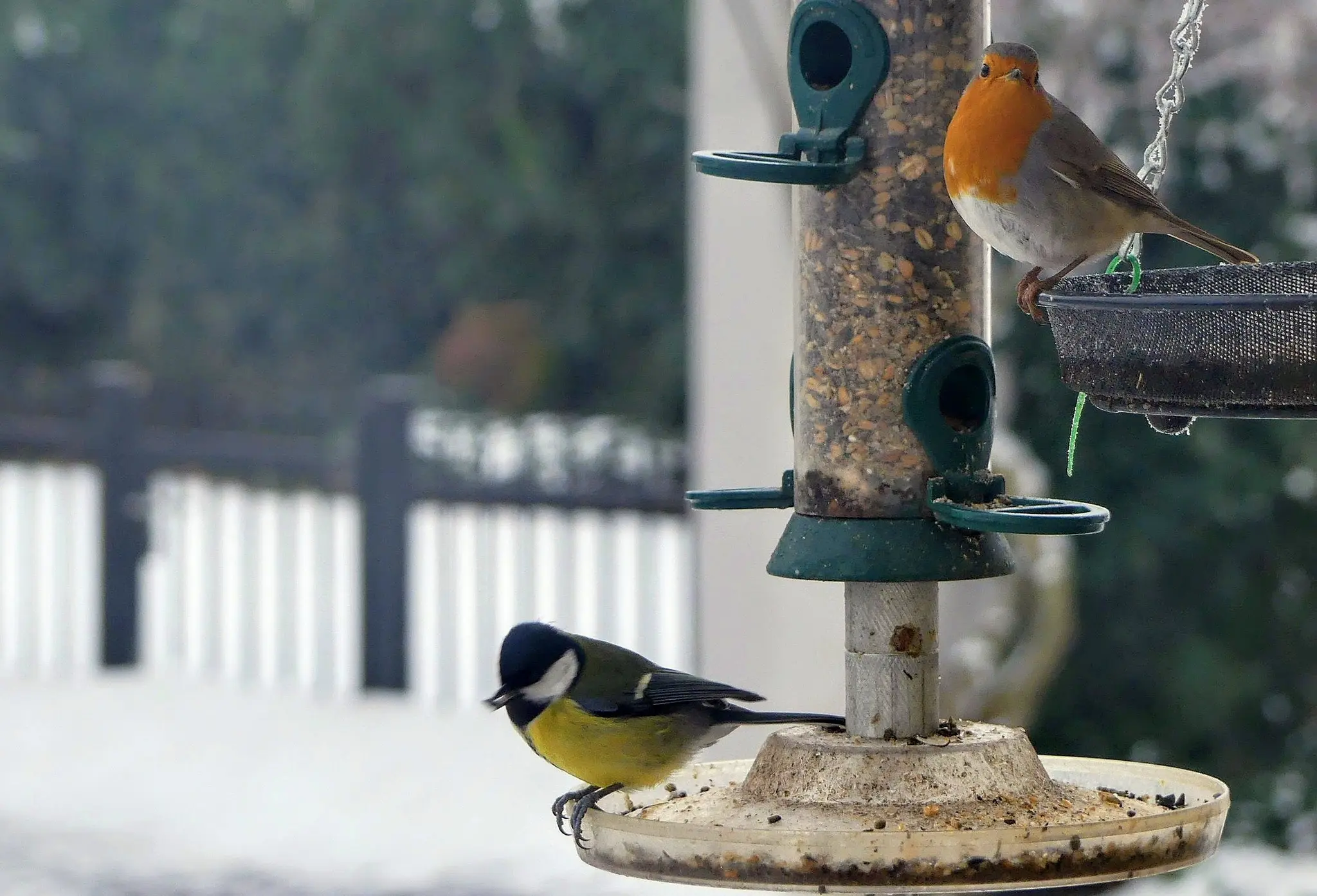 ORBEA-warnt-Warum-V-gel-im-Winter-auf-Unterst-tzung-angewiesen-sind