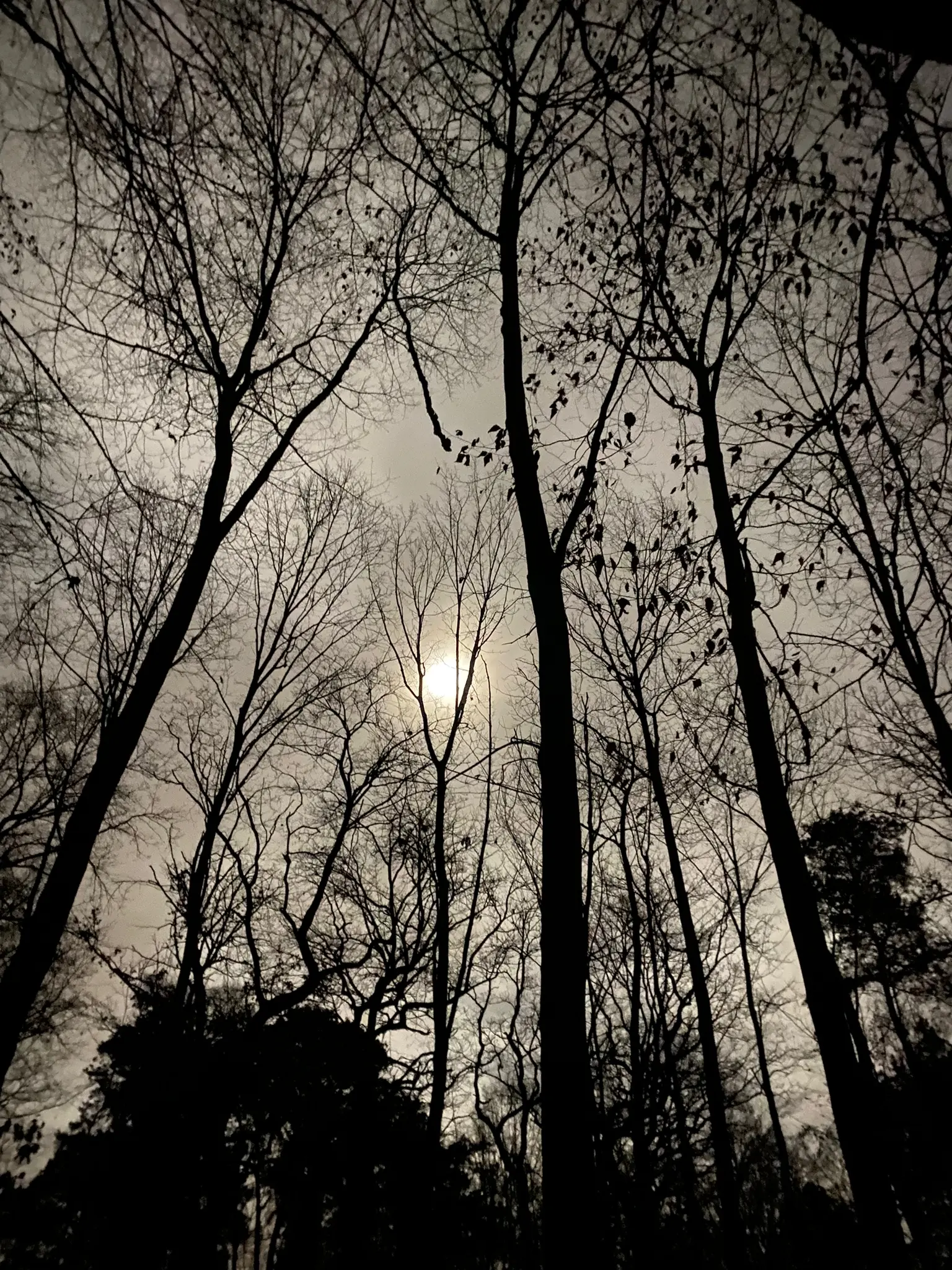 -Zauber-der-Rauhn-chte-eine-musikalisch-lyrische-Winterreise-