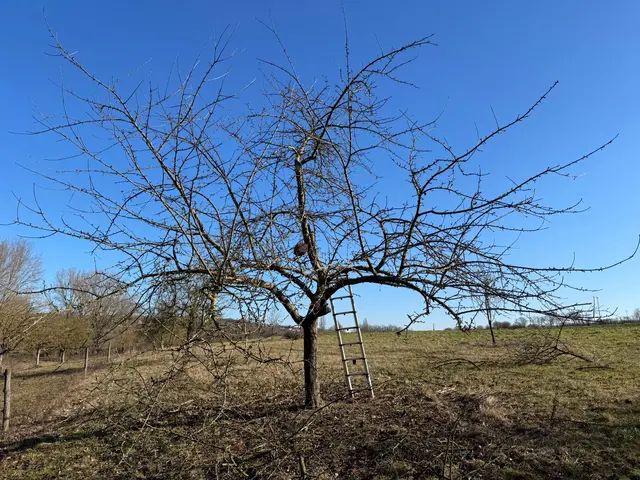 Apfelbaum vor dem Schnitt | Foto: NABU Donnersberg