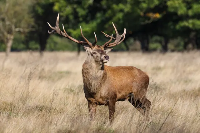 Der Hirsch ist eines der am weitesten verbreiteten Tiere des Waldes. Und dennoch gilt er als bedroht. In Deutschland leben etwa 240.000 Stück Rotwild und 82 Millionen Menschen. Auf 1.000 ha leben bei uns durchschnittlich 2.300 Menschen, aber nur 5 bis 6 Stück Rotwild.  | Foto: yujie/stock.adobe.com