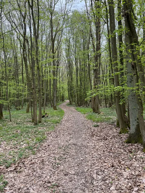 Überleben die Bäume künftig ?  | Foto: Arno Mohr 