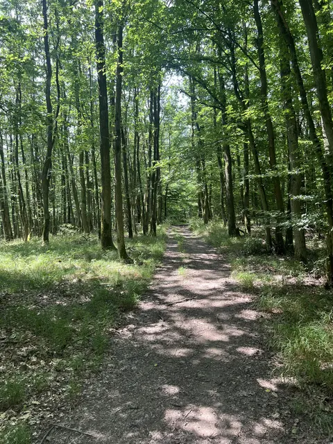 Sonnendurchflutetet Waldweg im Hollerwald  | Foto: Arno Mohr 