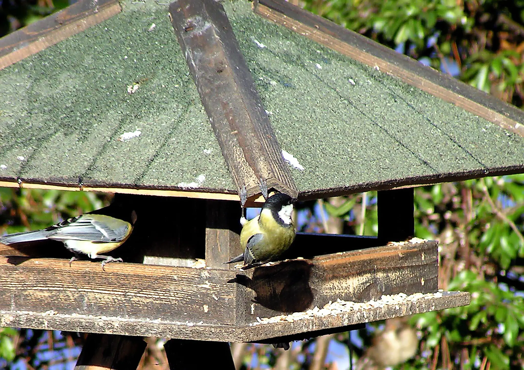 Zum-Jahreswechsel-an-die-Vogelwelt-denken-Winterf-tterung-statt-B-ller