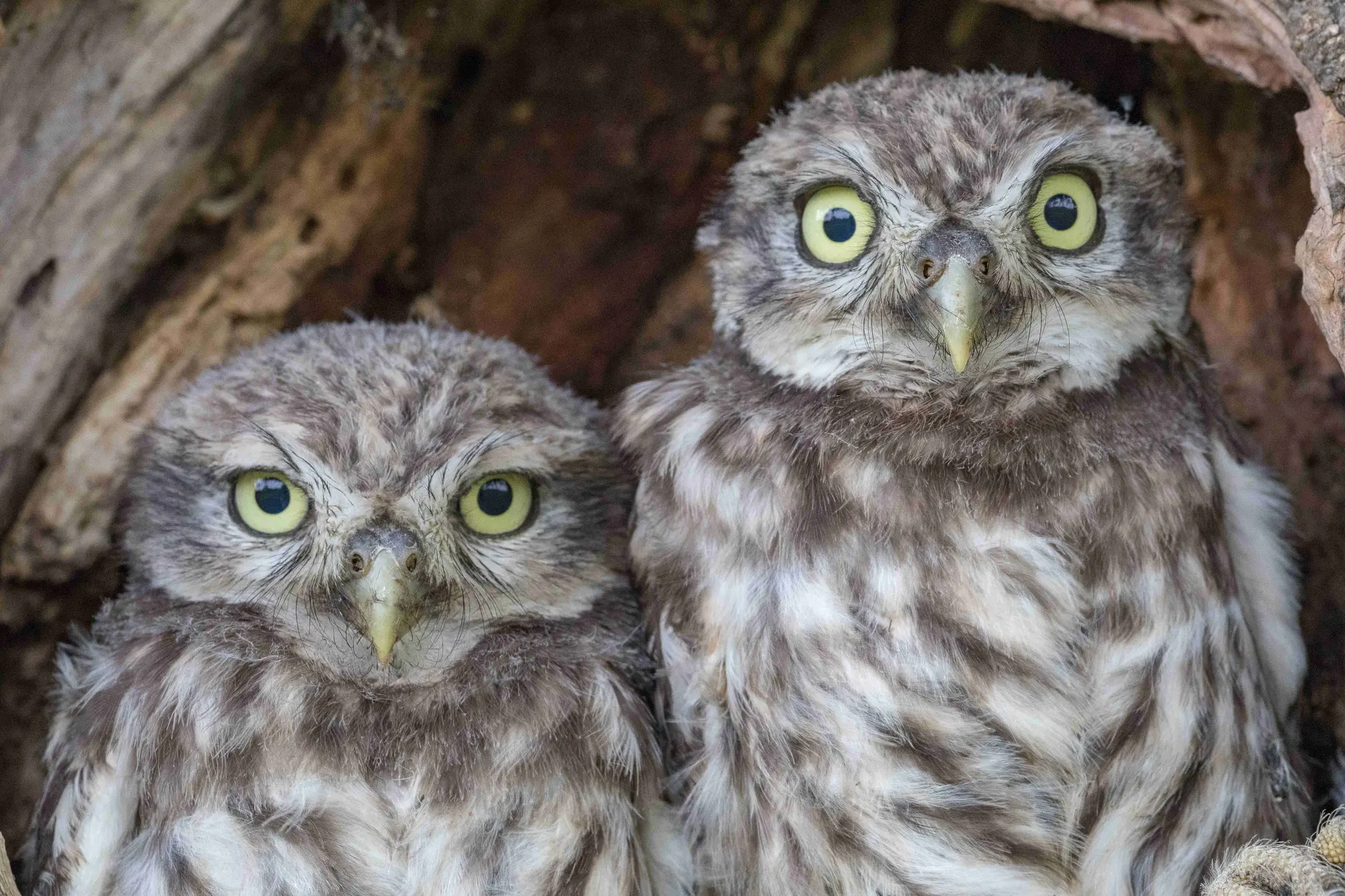 Federleicht-Einstieg-in-den-Vogelschutz