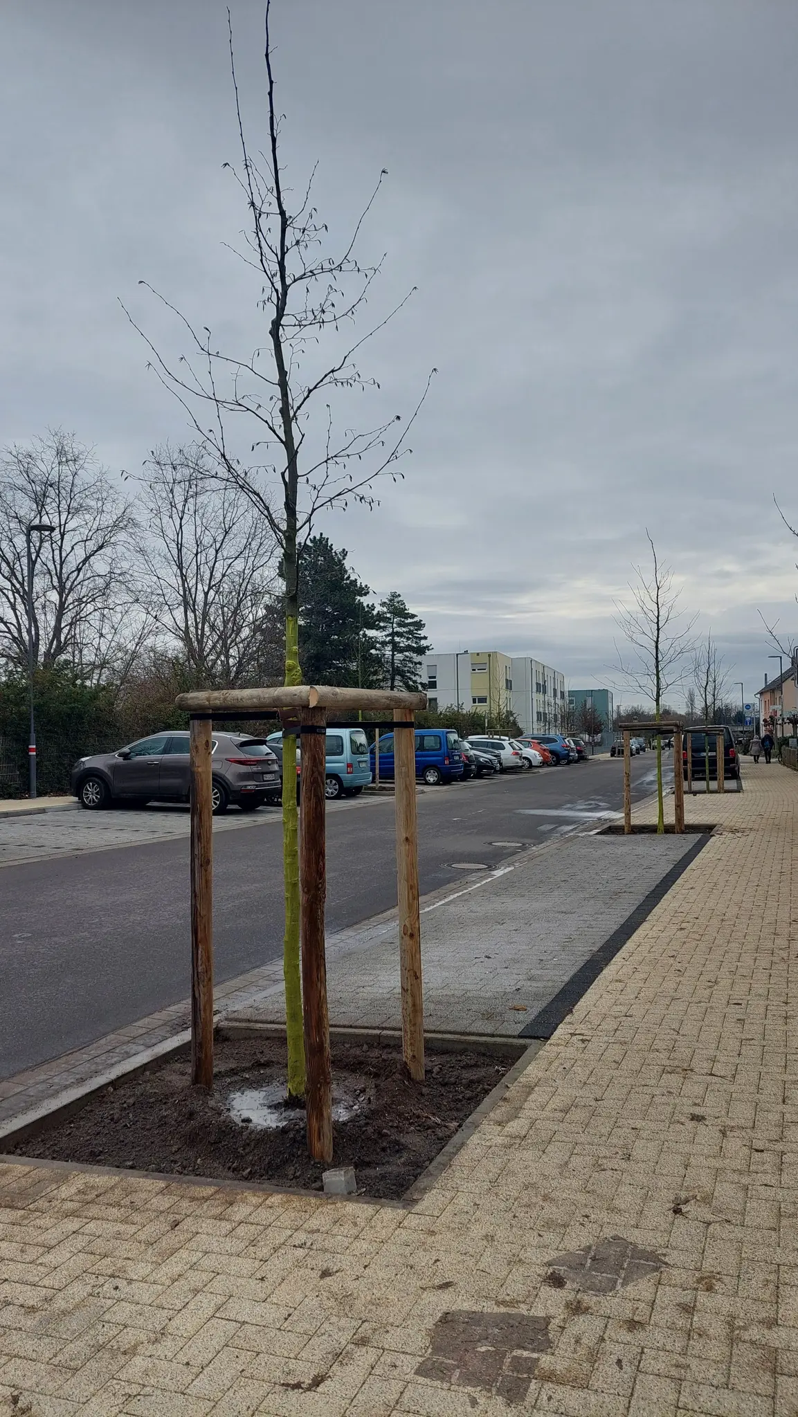 30-neue-B-ume-im-Harth-user-Weg-gepflanzt