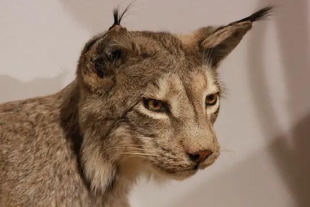 Horch, was klingt denn da?  | Foto: Pfalzmuseum