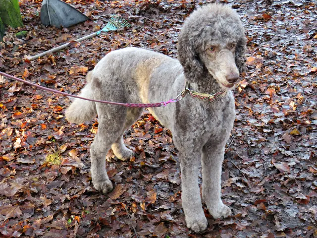 Ein Königspudel namens Hummel, frisch vom Friseur | Foto: Brigitte Melder
