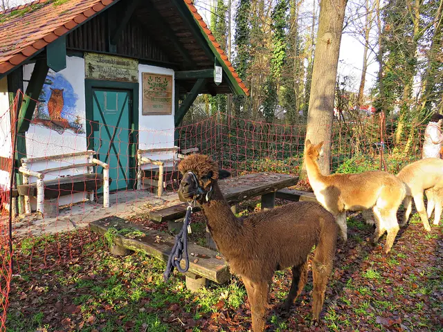 Alpakas | Foto: Brigitte Melder