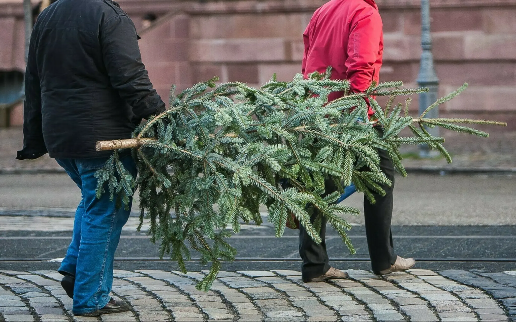 Wohin-mit-dem-Christbaum-Kaiserslautern-bietet-kostenlose-Abholung-und-Wertstoffh-fe