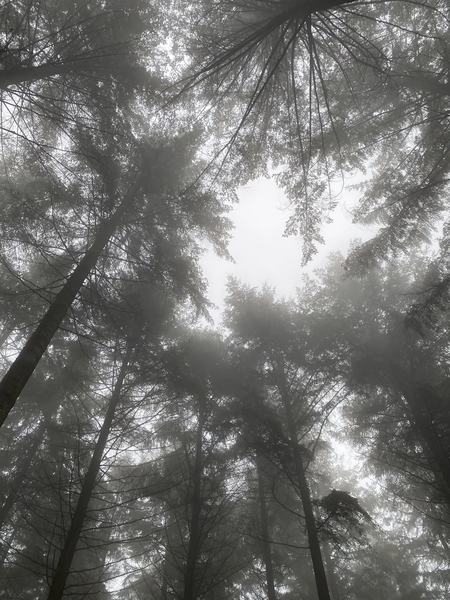 Geheimnisvolle-Raun-chte-Abendf-hrung-durchs-Maudacher-Bruch