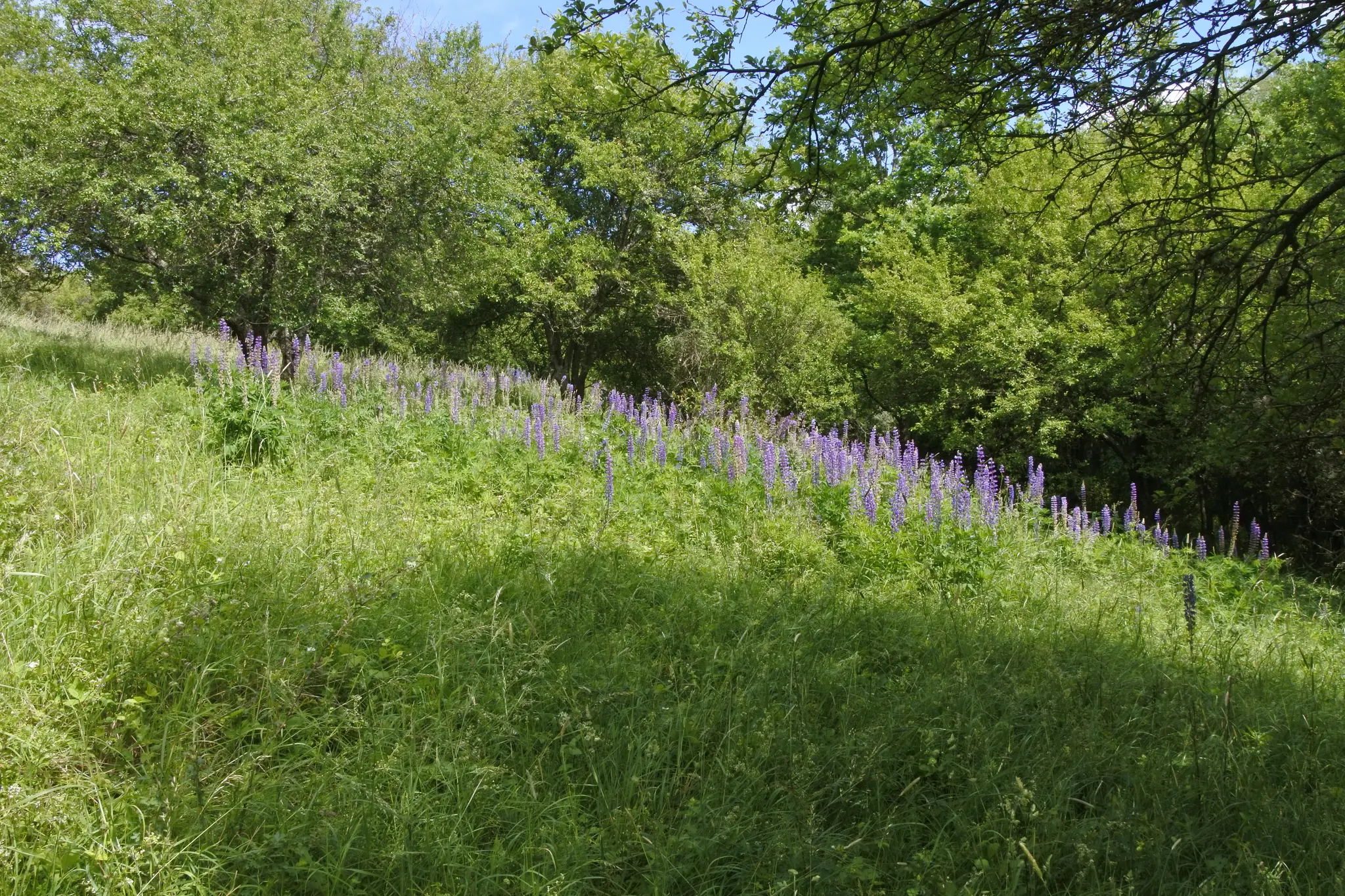 Die-Stauden-Lupine-im-Portr-t