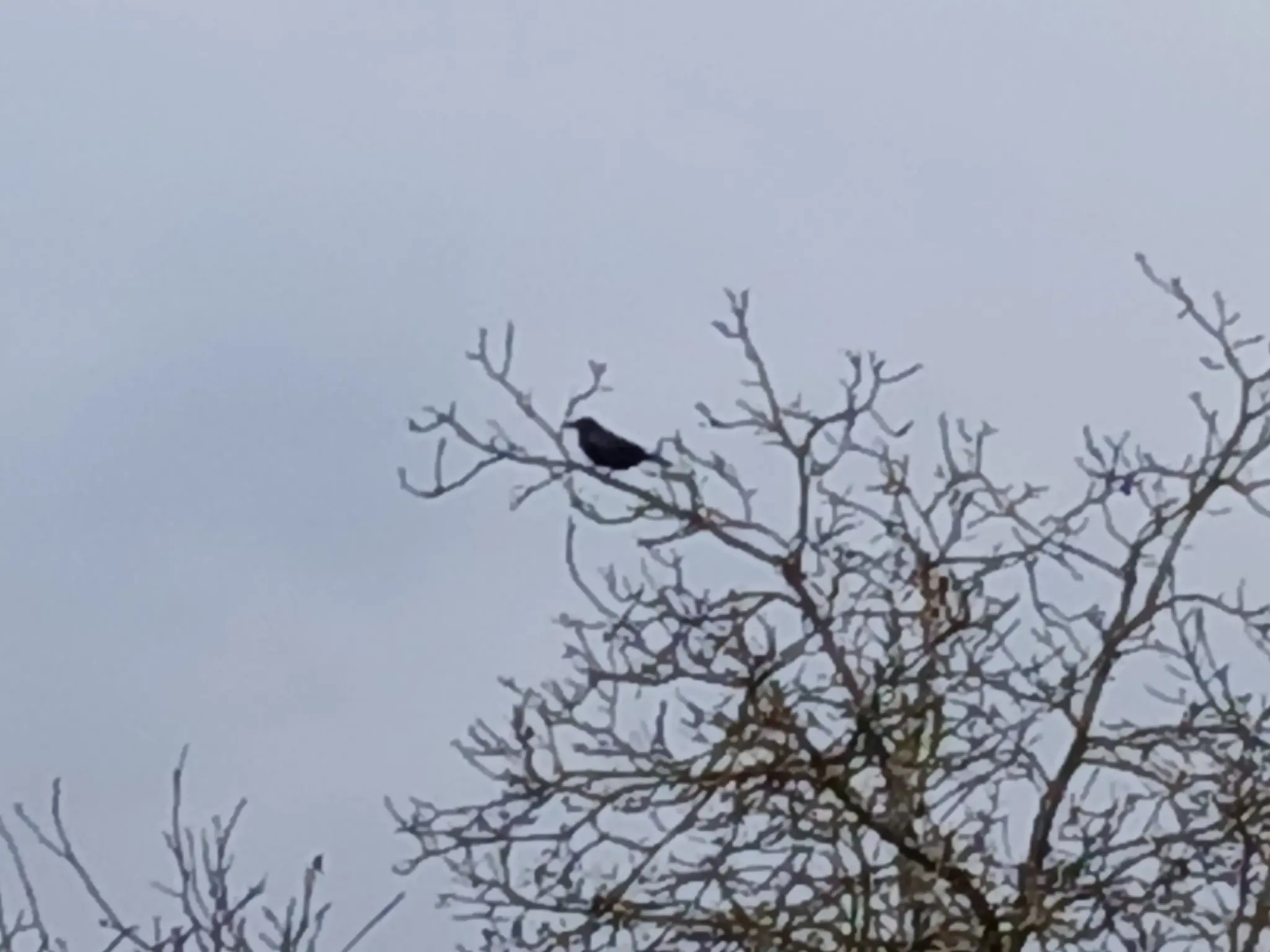 FROHE-WEIHNACHTEN-2025-