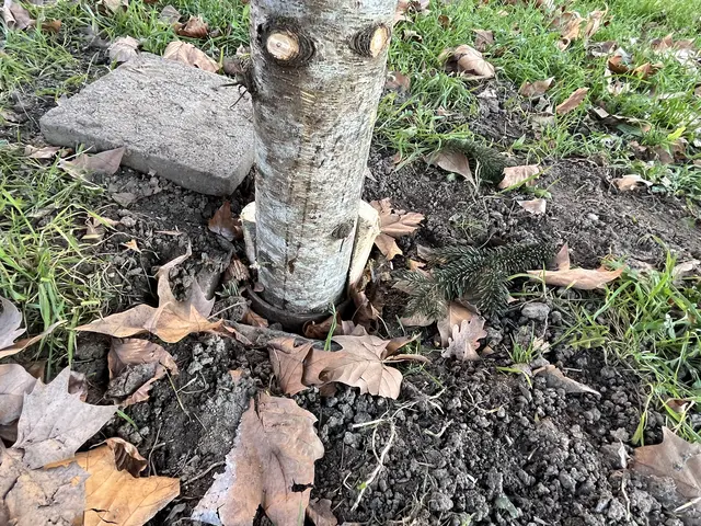 Die unbeschadete Hülse im Boden. | Foto: Aljoscha Kertesz