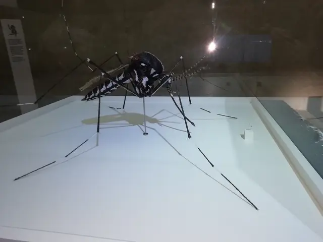 Tigermückenmodell im Gasometer Pforzheim, 70 Zentimeter lang, 3750-fach vergrößert. Die Insekten, die eine Länge von 4 bis 5 Millimeter erreichen, sind anhand ihres gestreiften Hinterleibs und an den gestreiften Beinen zu erkennen.  | Foto: Julia Glöckner