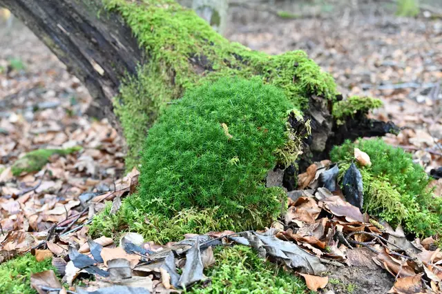 Unterschiedliche Moose an Baumstamm | Foto: Andrea Abt