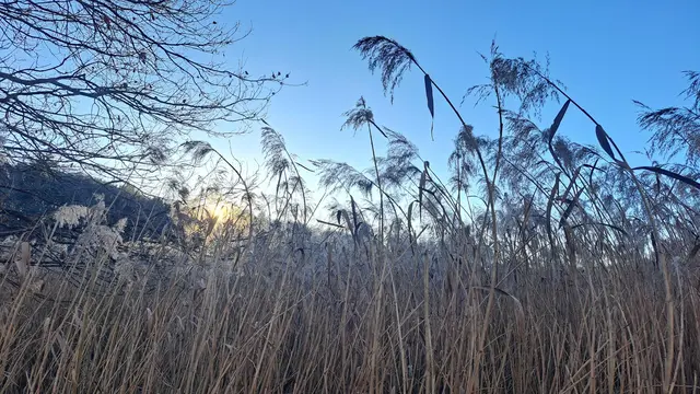 Bietet vielen Wildtieren einen Lebensraum: Mannshohes Schilf | Foto: Monika Klein