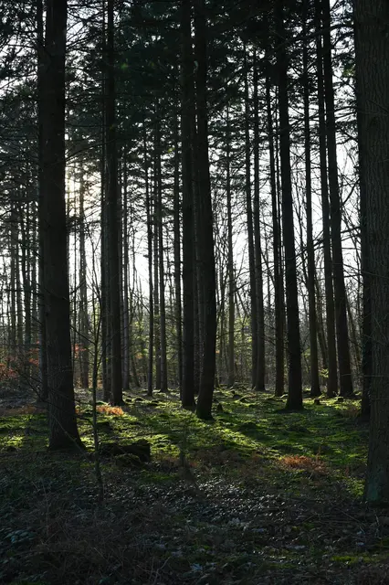 Moos unter Douglasien | Foto: Andrea Abt