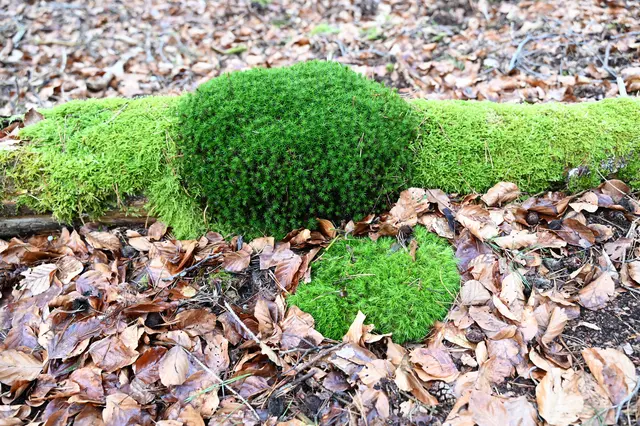 verschiedene Moosarten im Bienwald | Foto: Andrea Abt